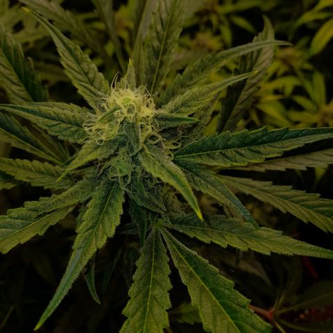 Oreoz Auto  growlog timeline photo