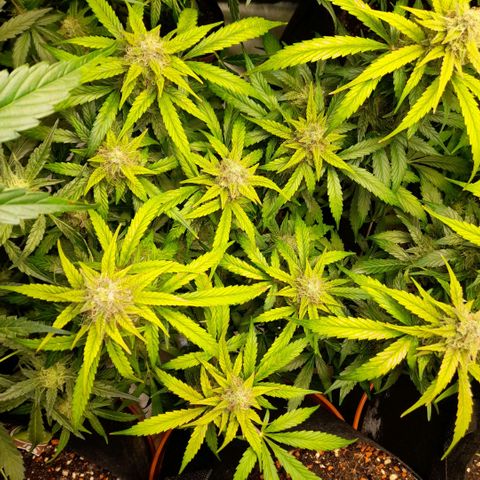 Euforia Auto  growlog timeline photo