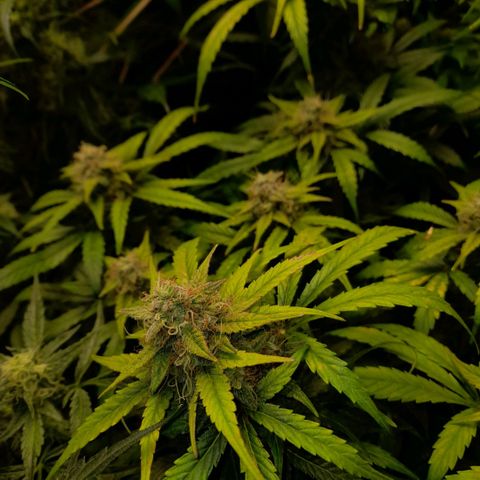 Euforia Auto  growlog timeline photo