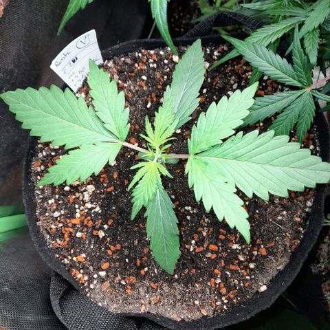 Oreoz Auto  growlog timeline photo
