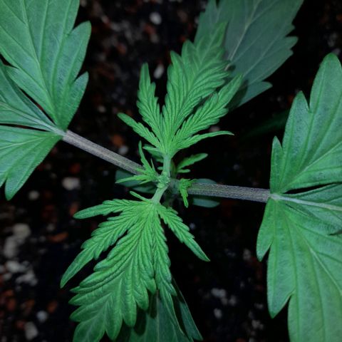 Oreoz Auto  growlog timeline photo