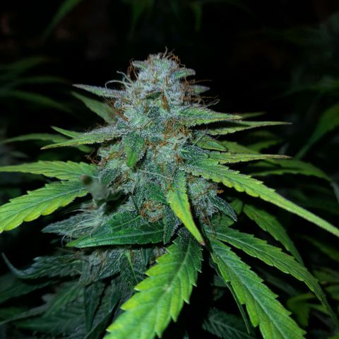 Euforia Auto  growlog timeline photo