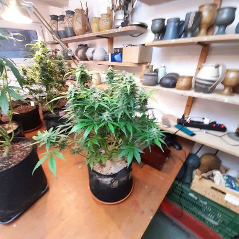 Euforia Auto  growlog timeline photo