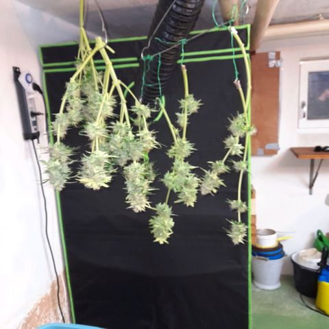 Euforia Auto  growlog timeline photo