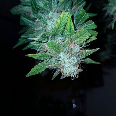 Euforia Auto  growlog timeline photo