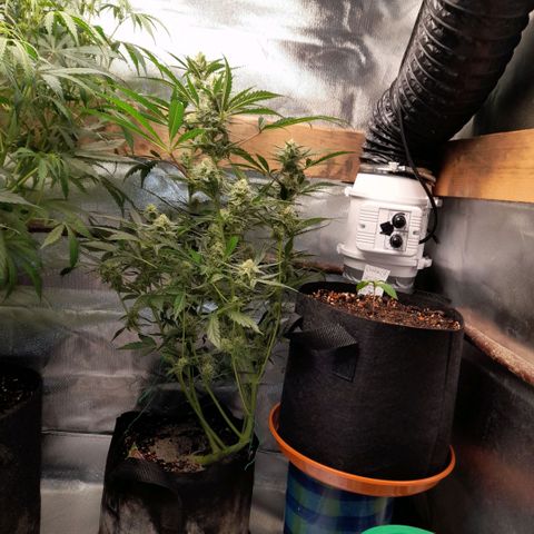 Oreoz Auto  growlog timeline photo