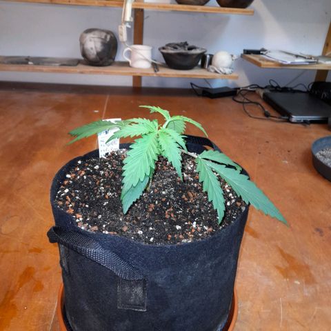 Ganja Runtz Auto  growlog timeline photo