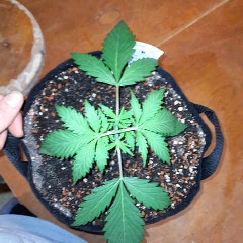 Ganja Runtz Auto  growlog timeline photo
