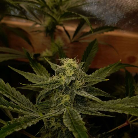 Oreoz Auto  growlog timeline photo