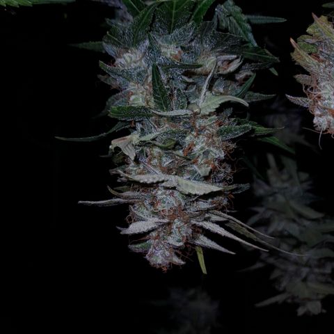Euforia Auto  growlog timeline photo