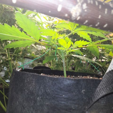 Ganja Runtz Auto  growlog timeline photo