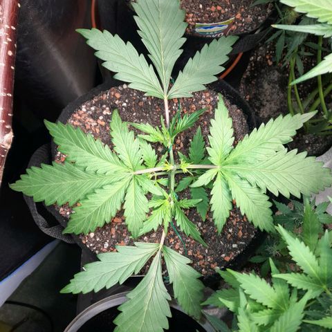 Ganja Runtz Auto  growlog timeline photo
