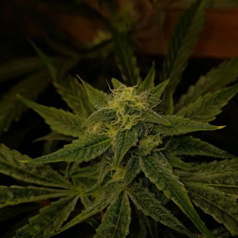 Oreoz Auto  growlog timeline photo