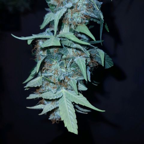 Euforia Auto  growlog timeline photo