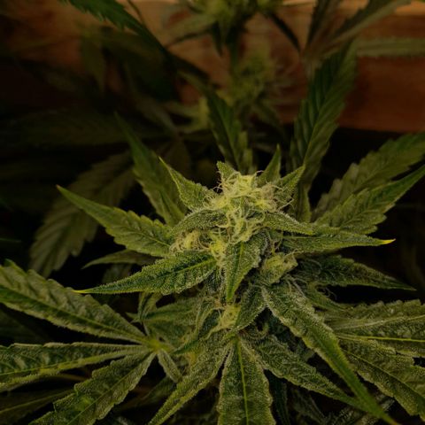 Oreoz Auto  growlog timeline photo