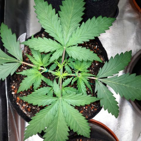 Ganja Runtz Auto  growlog timeline photo