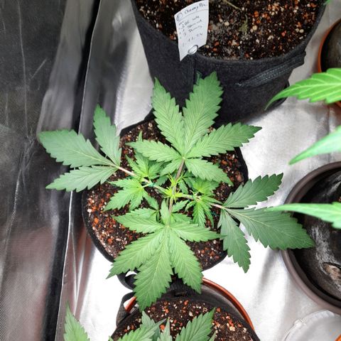Ganja Runtz Auto  growlog timeline photo