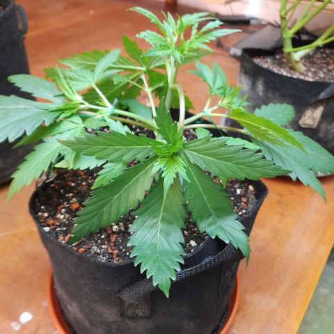 Ganja Runtz Auto  growlog timeline photo