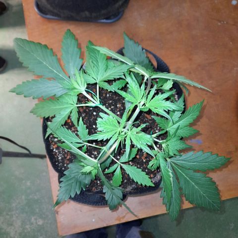 Ganja Runtz Auto  growlog timeline photo