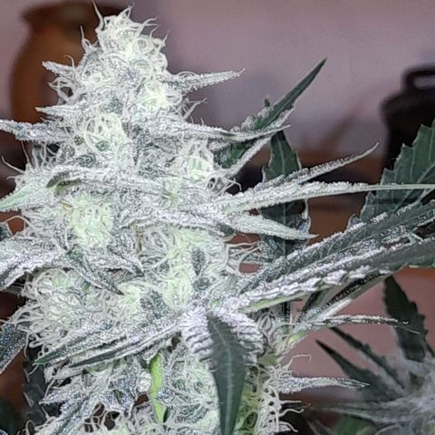 Oreoz Auto  growlog timeline photo