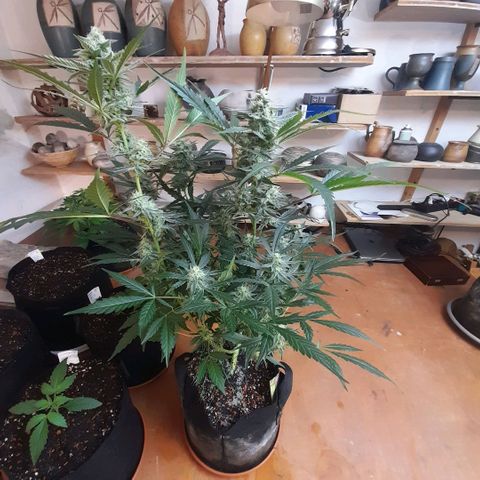 Oreoz Auto  growlog timeline photo