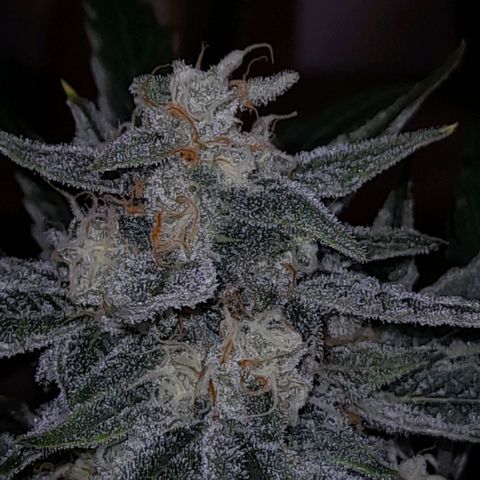 Oreoz Auto  growlog timeline photo