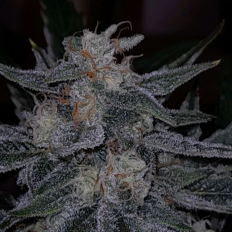 Oreoz Auto  growlog timeline photo