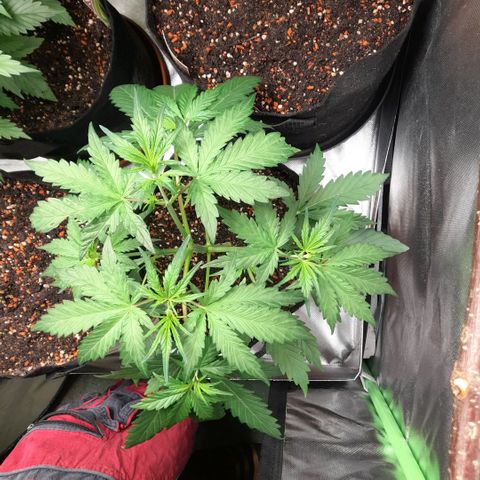 Ganja Runtz Auto  growlog timeline photo