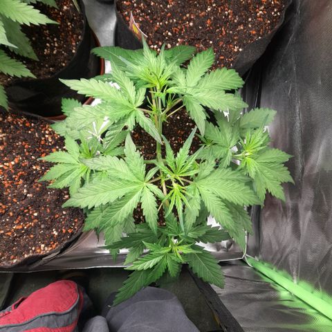 Ganja Runtz Auto  growlog timeline photo