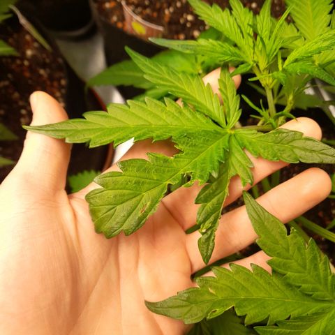 Ganja Runtz Auto  growlog timeline photo