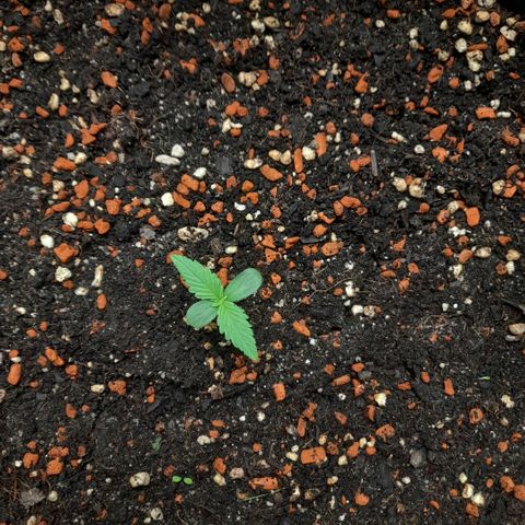 Zkittlezz xl growlog timeline photo