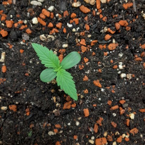 Zkittlezz xl growlog timeline photo