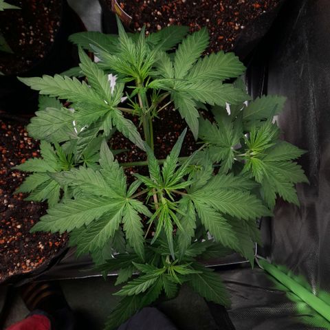 Ganja Runtz Auto  growlog timeline photo