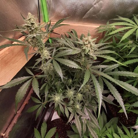 Oreoz Auto  growlog timeline photo