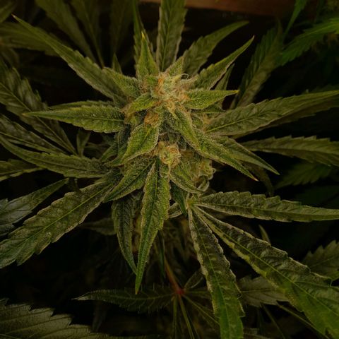 Oreoz Auto  growlog timeline photo