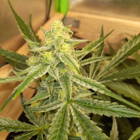 Oreoz Auto  growlog timeline photo