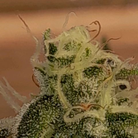 Oreoz Auto  growlog timeline photo