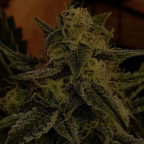 Oreoz Auto  growlog timeline photo