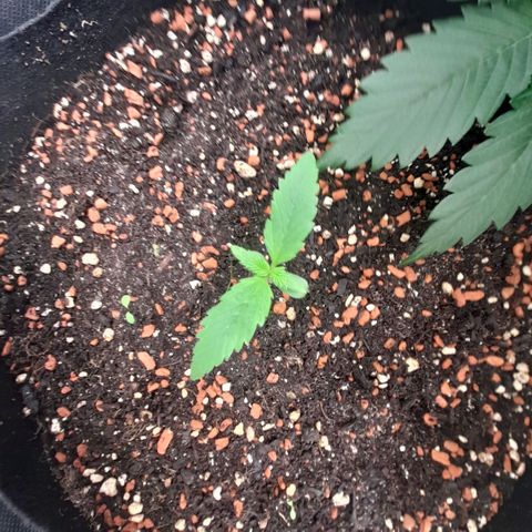 Zkittlezz xl growlog timeline photo