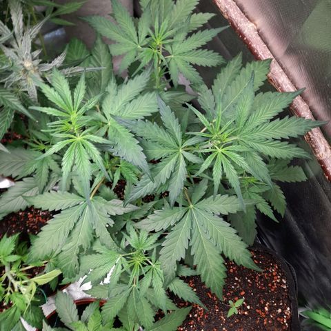 Ganja Runtz Auto  growlog timeline photo