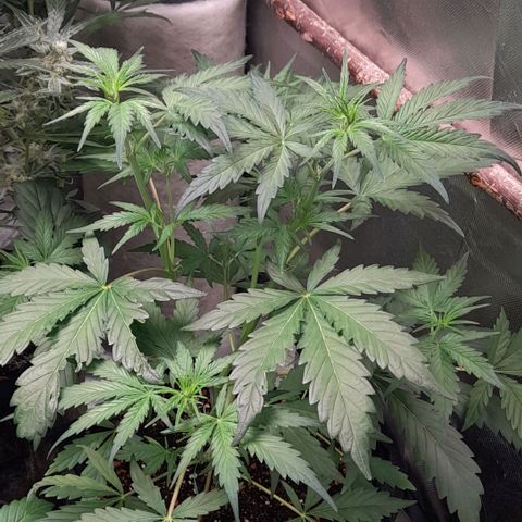 Ganja Runtz Auto  growlog timeline photo