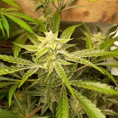 Oreoz Auto  growlog timeline photo