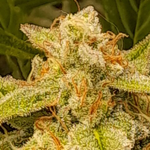 Oreoz Auto  growlog timeline photo
