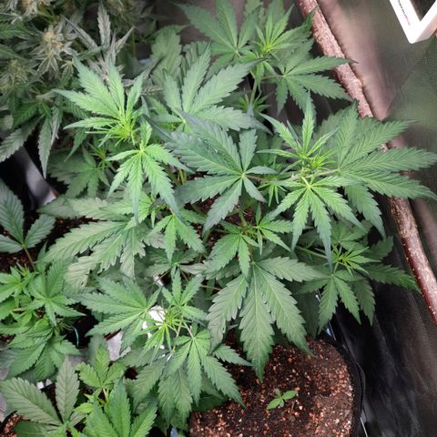 Ganja Runtz Auto  growlog timeline photo