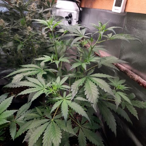 Ganja Runtz Auto  growlog timeline photo