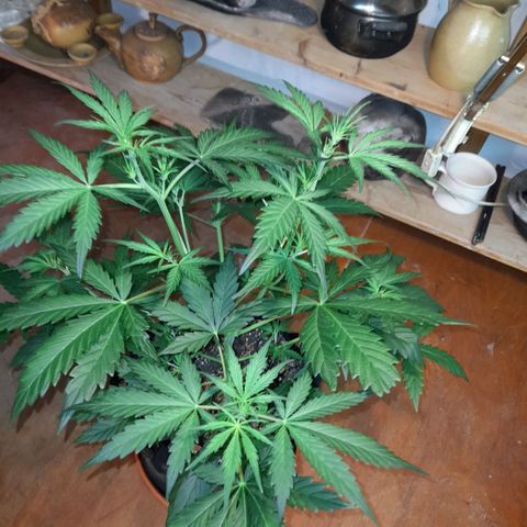 Ganja Runtz Auto  growlog timeline photo