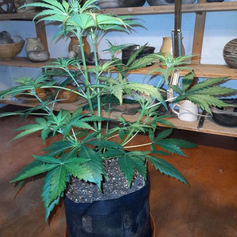 Ganja Runtz Auto  growlog timeline photo