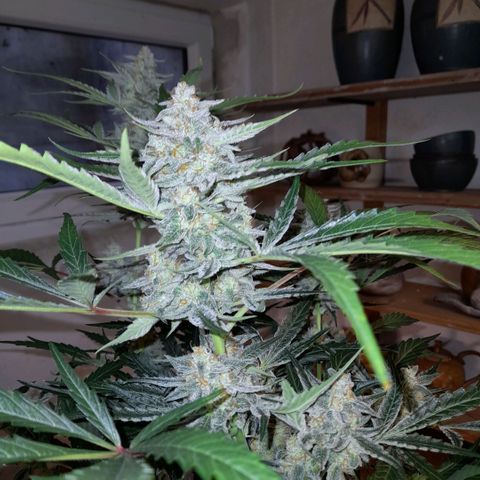 Oreoz Auto  growlog timeline photo