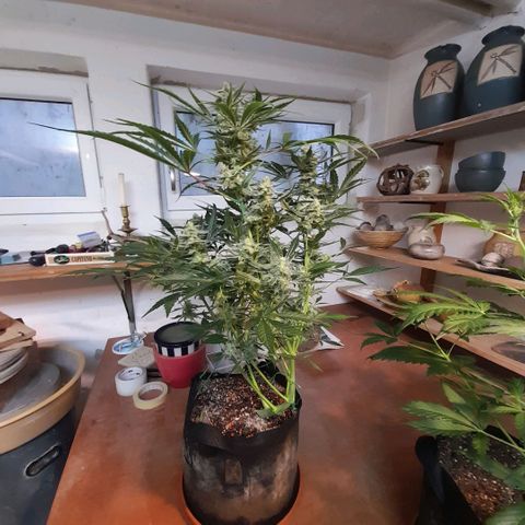Oreoz Auto  growlog timeline photo