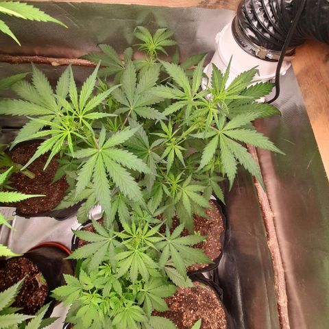 Ganja Runtz Auto  growlog timeline photo
